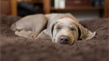 What is your dog dreaming about in their sleep?