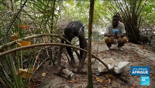 Les mangroves du Gabon menacées par des projets immobiliers