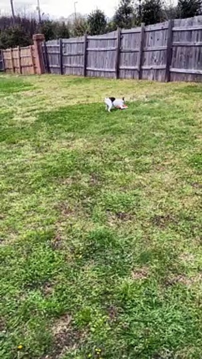 Princess prances with orange cone