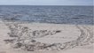 Pour la première fois depuis quatre ans, des tortues de mer pondent sur une plage du Mississippi