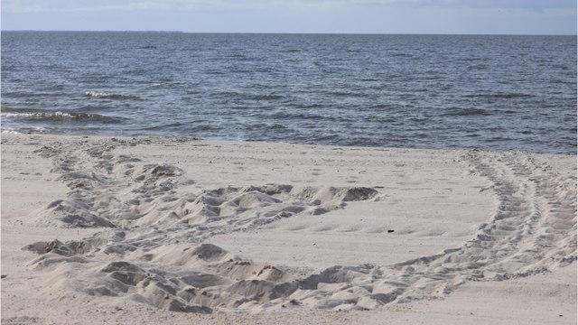 Pour la première fois depuis quatre ans, des tortues de mer pondent sur une plage du Mississippi