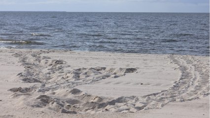 Pour la première fois depuis quatre ans, des tortues de mer pondent sur une plage du Mississippi