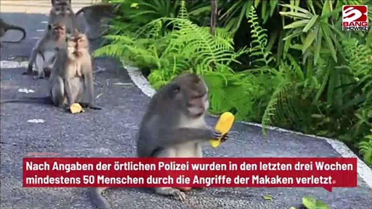 Affenbande terrorisiert japanische Stadt