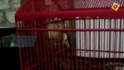 Isian Cendet Dijamin Langsung Gacor