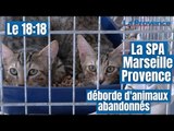« Cet été, 20 à 30 appels arrivent certains jours pour des abandons » (SPA Marseille Provence)