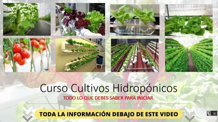 Cultivo Hidropónico