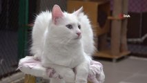 Van gündem haberleri: Van kedisinin nesli garanti altına alınıyor: İki partide 130 Van kedisi dünyaya geldi