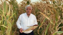 İsmet Tokdemir: Mısır Fiyatının En Az 7 Lira ve Üstü Olması Gerekiyor Ki Çiftçi Tarıma Devam Etsin