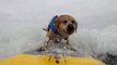 Surfs up! Pups compete in dog surfing championships
