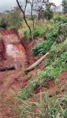 Palmeira que foi furtada do bairro Cafeeiros é devolvida aos pedaços