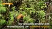 Bolivia El “Camino de la Muerte” vuelve a la vida silvestre