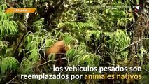Bolivia El “Camino de la Muerte” vuelve a la vida silvestre