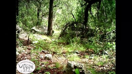 L'ultimo giaguaro selvaggio degli Stati Uniti è vivo: ecco come è stato identificato "El Jefe"