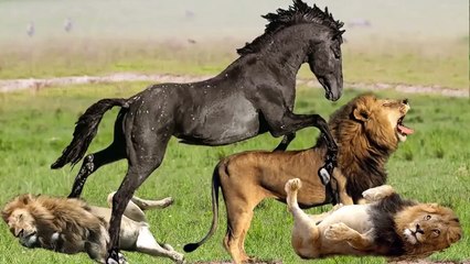 Most Powerful Preys in The Animals World, Fight Back or Become Food - Horse Porcupine Zebra Antelope