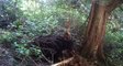 Black Bear Tears Down Old Tree to Snag Some Grubs