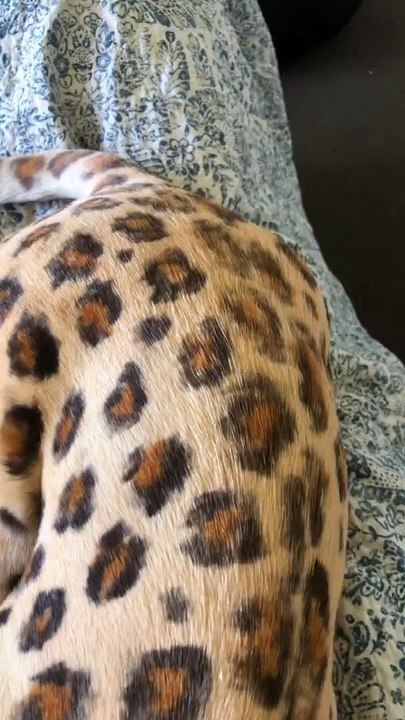 American Staffy Looks like a Leopard with Pet-Safe Dye