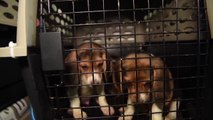 Rescatan a 4.000 perros beagle de un criadero en Virginia
