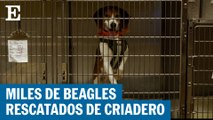 Rescatan a 4.000 perros beagle de un criadero en Virginia