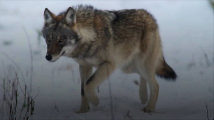 Advocates Sue US Government to Make Decision on Wolf Protections