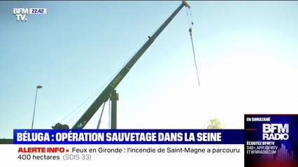 Dans l'Eure, un dispositif hors du commun est mobilisé pour ramener le béluga dans la mer