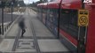 ACT Government releases footage of near misses to encourage rail safety | August 10, 2022  | Canberra Times