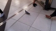 Vogel im Bahnhof