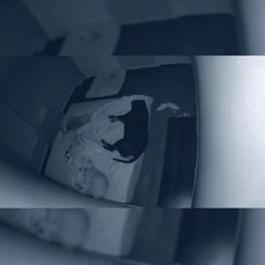 Funniest Animals  - Best Of The 2020 Funny Animal Videos  - Cutest Animals Ever