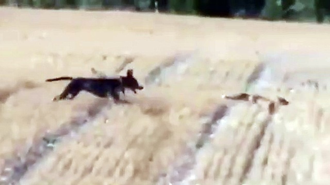 Fox vs dogs. Dog attack Fox