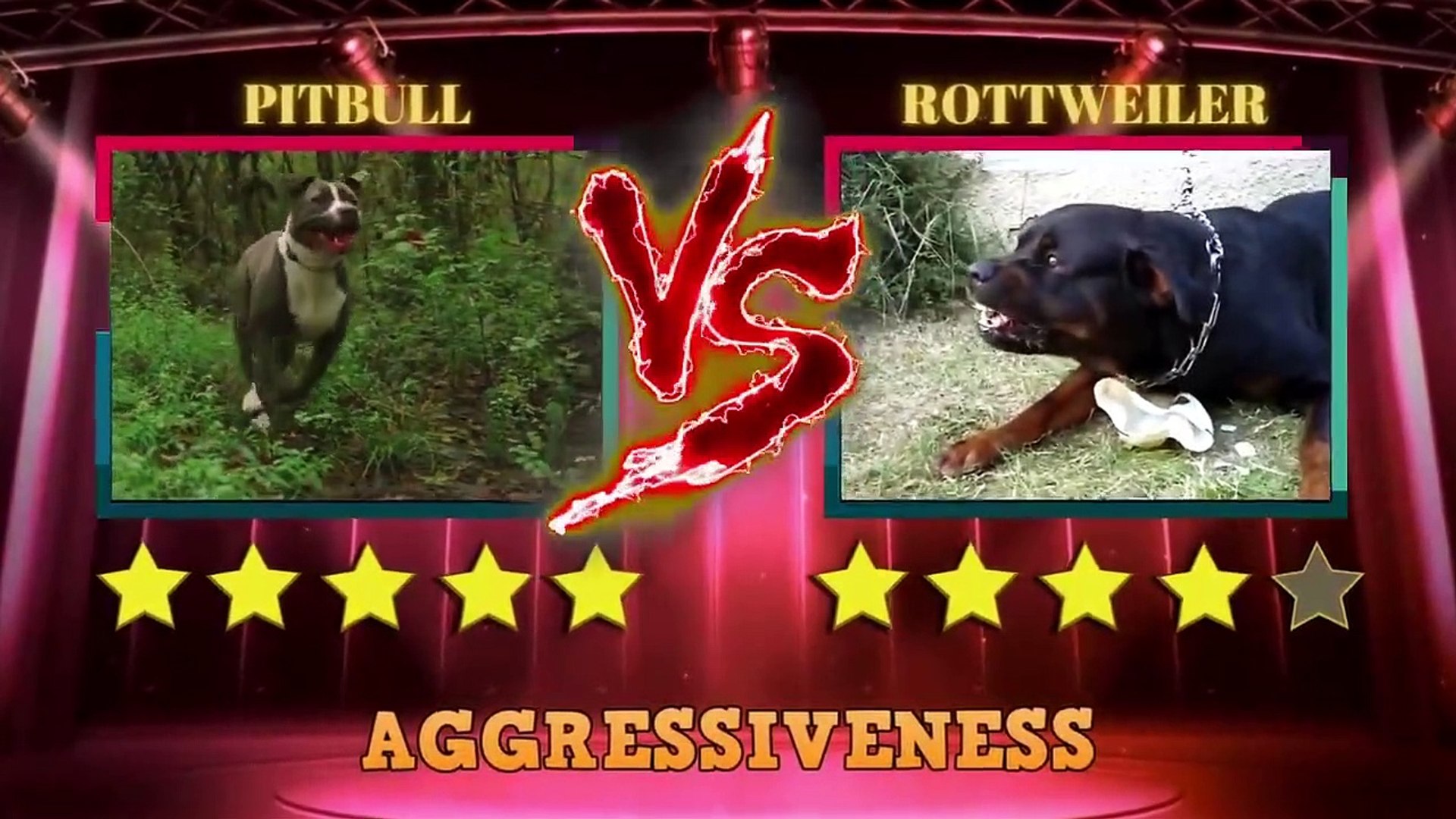 rottweiler fights pitbull