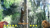 Lion VS Tiger   Tiger Vs Lion Comparison Hd 2021 Video - PITDOG