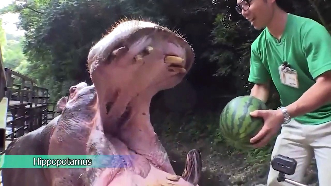 The Shark Encountered The Wrong Animals 8 Times