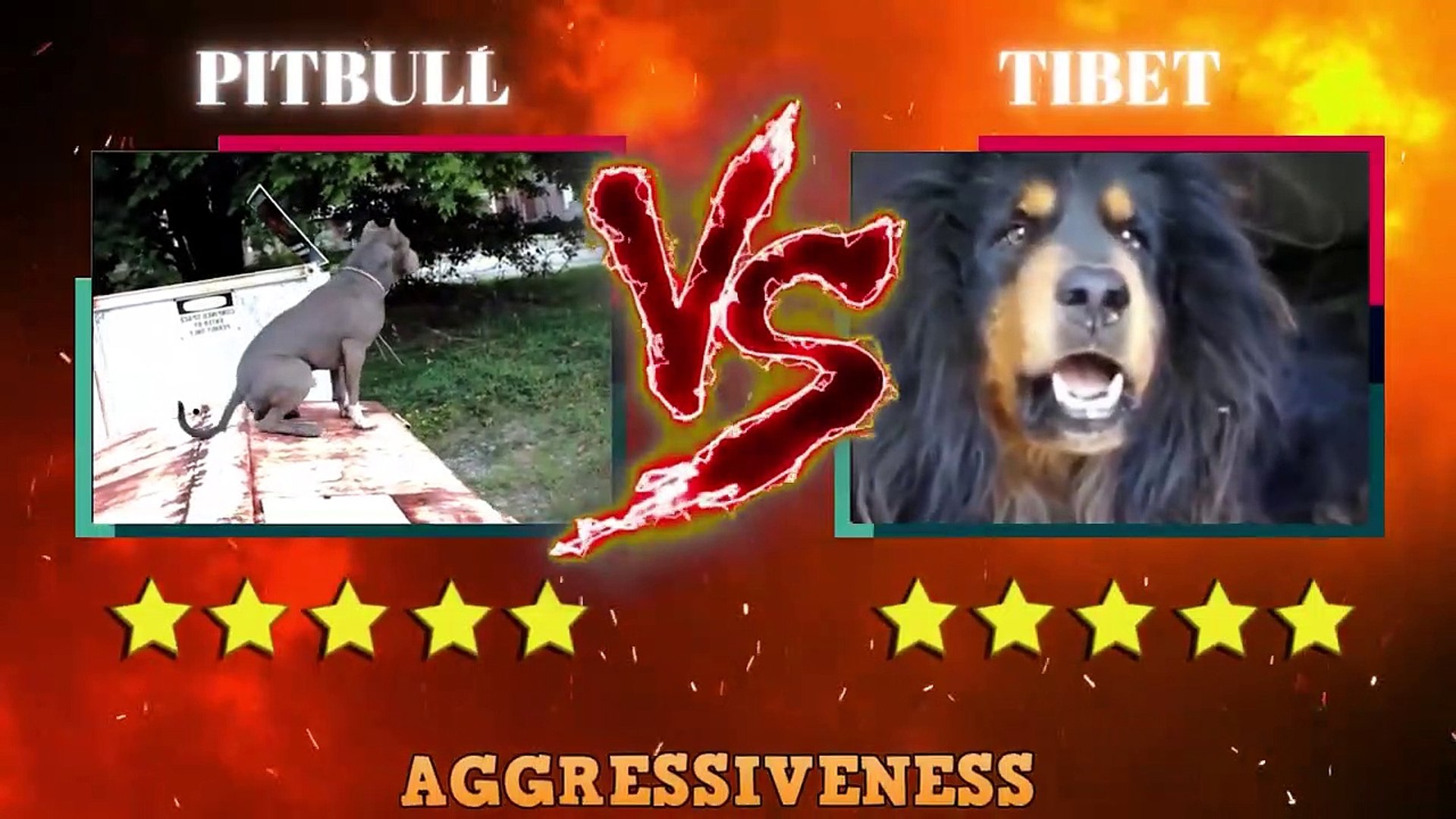 tibetan mastiff vs pitbull fight