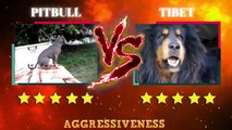 Pitbull VS Tibetan Mastiff Fight Video - Tibetan Mastif VS Pitbull Comparison - PITDOG
