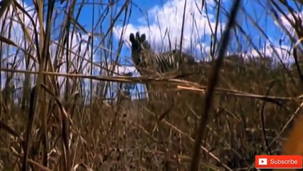 The Times Prey fight back Enemy, unlucky day of Predator - Wild Horse Buffalo Zebra Fight Enemy