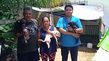 Rescata a perros callejeros para cumplir promesa a su mascota