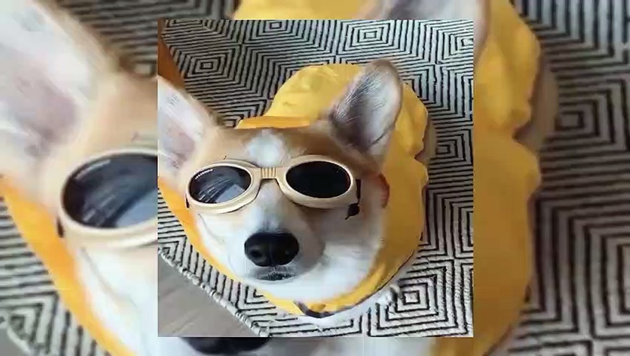 cute dog