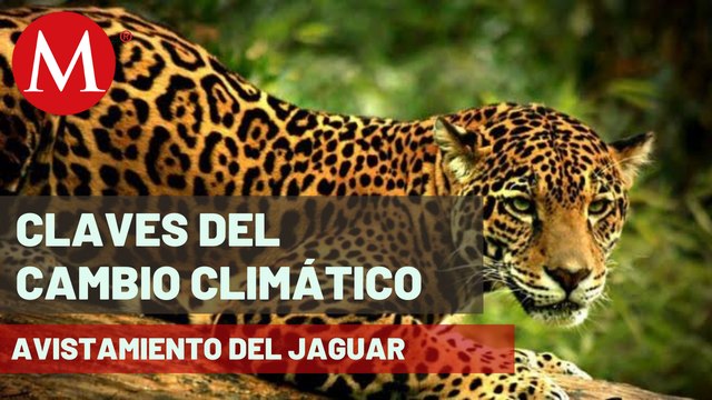 Esta es la zona de protección de flora y fauna El Jaguar , en Tulum | Claves del Cambio Climático