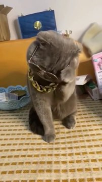 Cutest Cat Funny Dog Moment Tranding Videos Funny Animals Fun More