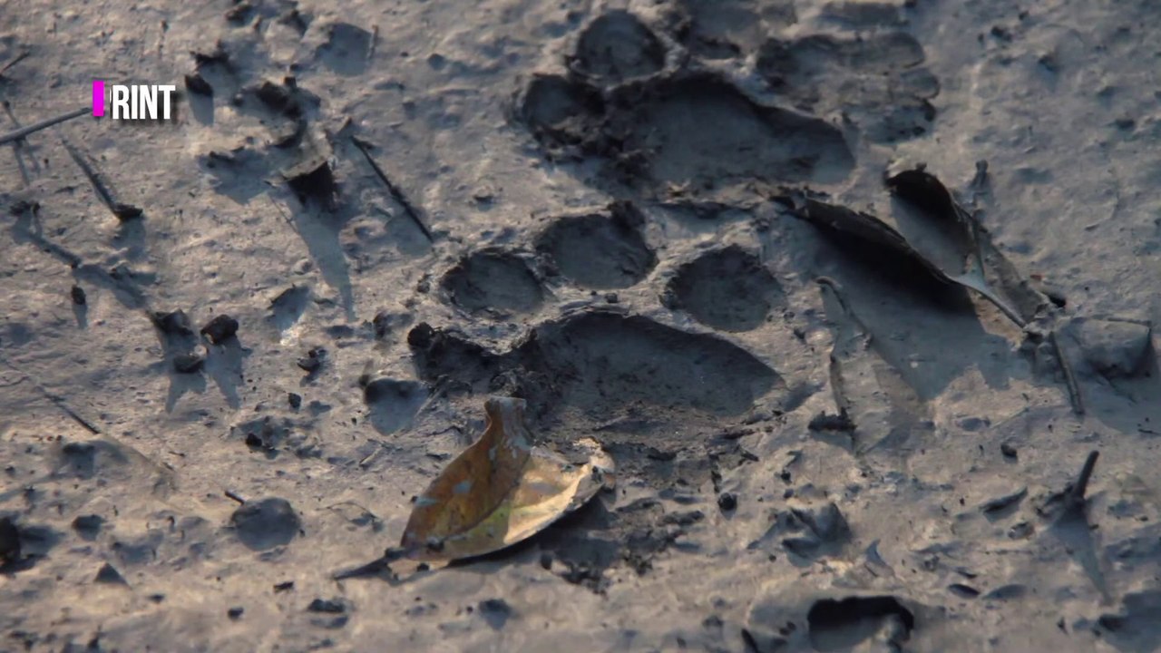 KAZIRANGA-THE ONE HORN NATION  BHUT JOLOKIA - Tour to Assam (Part 3)  Travel guidance