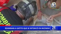 España: ¡Héroes! Bomberos salvan la vida a gato intoxicado en incendio