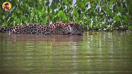 50 Times Animals Messed With The Wrong Opponent