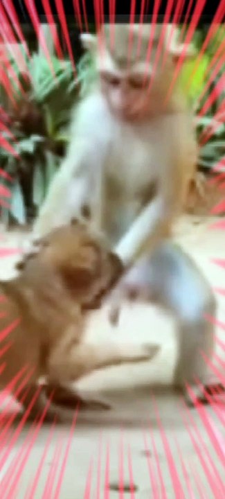 Cute Baby Monkey  & Dog  Playing