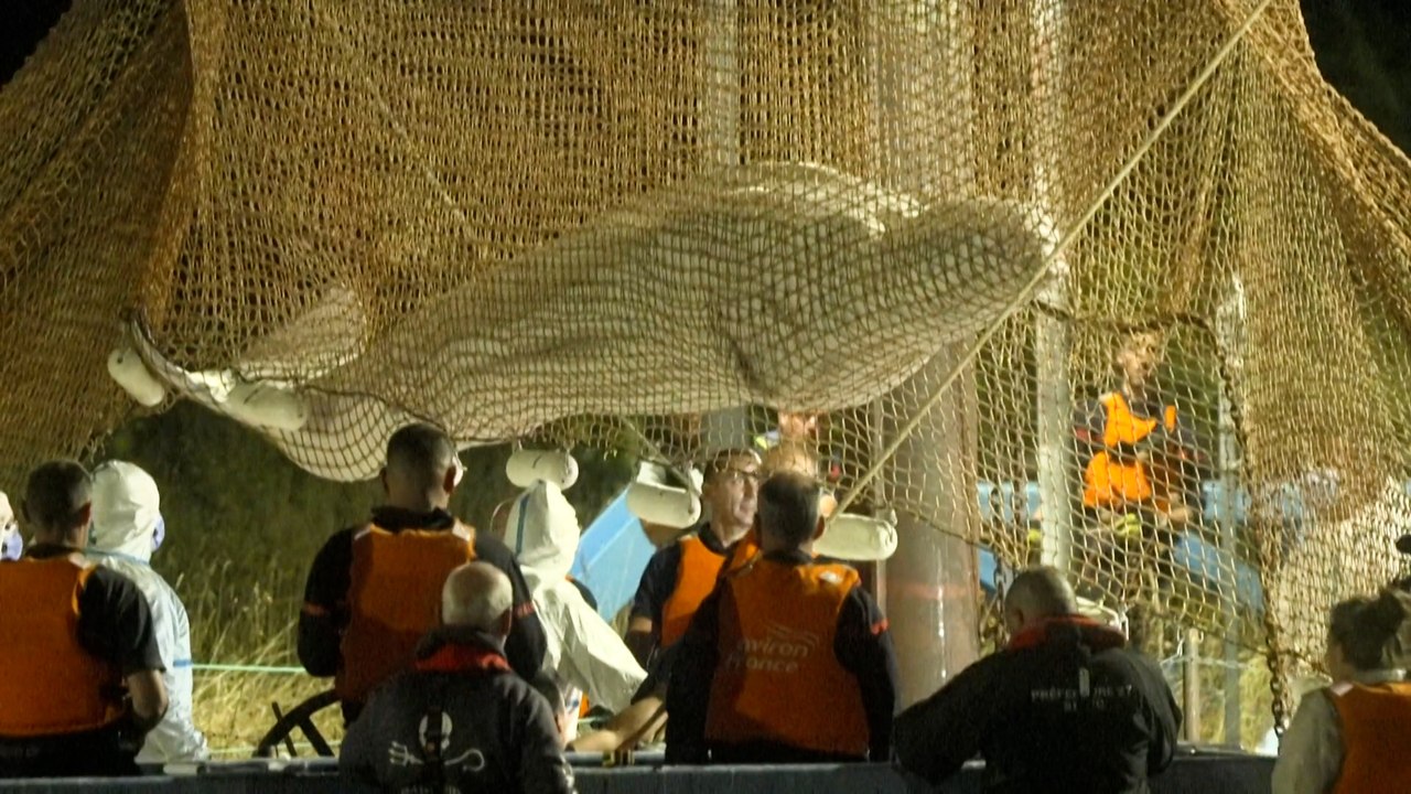 Les premières images du béluga égaré dans la Seine, sorti de l’eau après 6 heures d'efforts