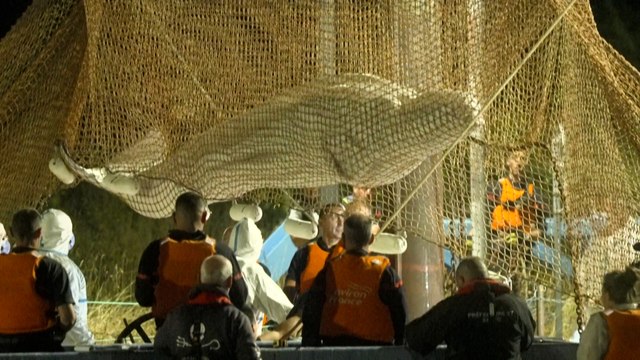Les premières images du béluga égaré dans la Seine, sorti de l’eau après 6 heures d'efforts