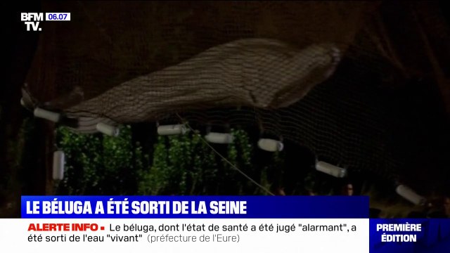 Le béluga égaré dans la Seine a été sorti de l'eau vivant, l'opération pour le sauver se poursuit