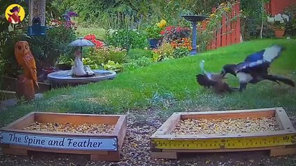 15 Breathtaking Hunting Moments By Birds Caught On Camera