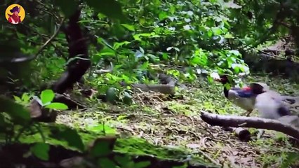 Top 35 Crazy Moments When Predators Showed Up Out Of Nowhere And Ripped Apart Their Prey