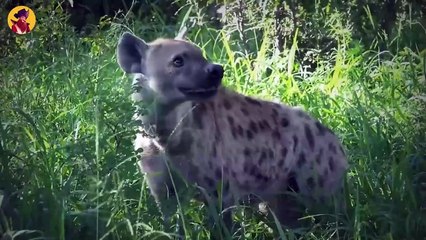 45 Heart Wrenching Moments When Animals Were Brutally Torn