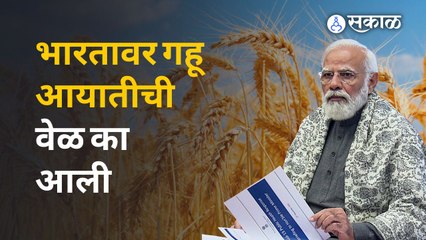 Wheat Market जगाची भूक भागवणारा भारत स्वतःचं कसं भागवणार ?  | Sakal Media
