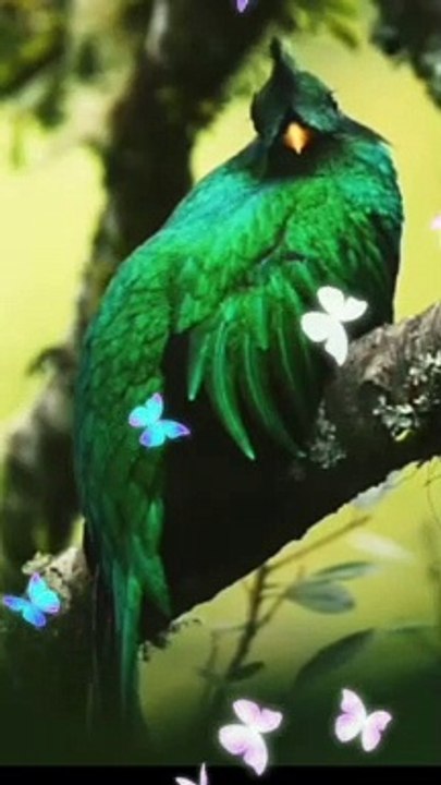 Beautiful  Bird_Beautiful Bird Compilation